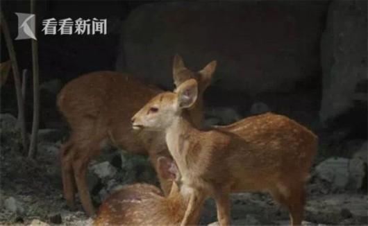 这些小家伙现在能够在一起快乐地成长,不过长大了就不会像现在一样咯。豚鹿在野外一般单独活动,到了发情季节会集群,发情时,这些小家伙们会为了争夺配偶进行打斗,当然这些打斗都是仪式化的争斗,只是用角互相比划两下,一般不会伤害对方。打斗结束后,胜者获得交配的权利,败者则会躲起来,郁闷几天。
