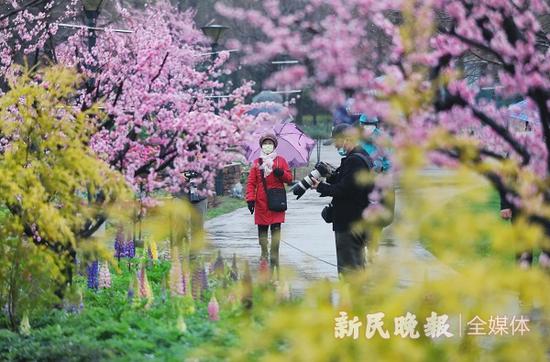 图说:上海植物园开放 新民晚报记者 周馨摄