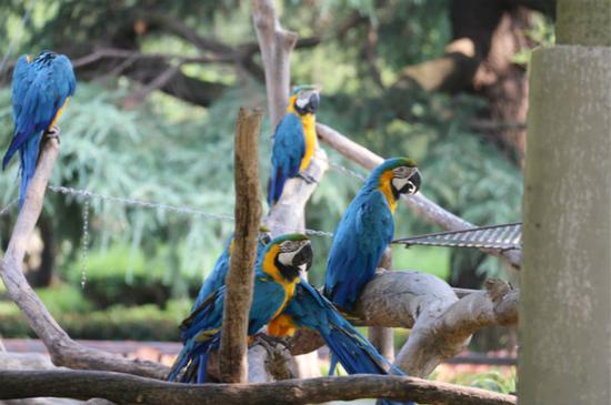 图说：被收容救助的野生动物蓝黄金刚鹦鹉。上铁法院供图