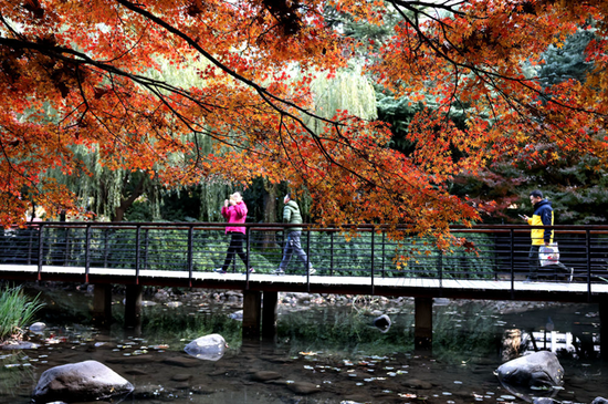 初冬时节，游人在上海市延中绿地游玩。新华社记者 陈飞 摄（2020年12月6日摄）