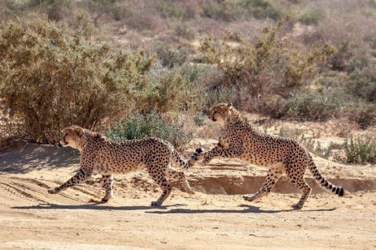 图源：aquilasafari.com/