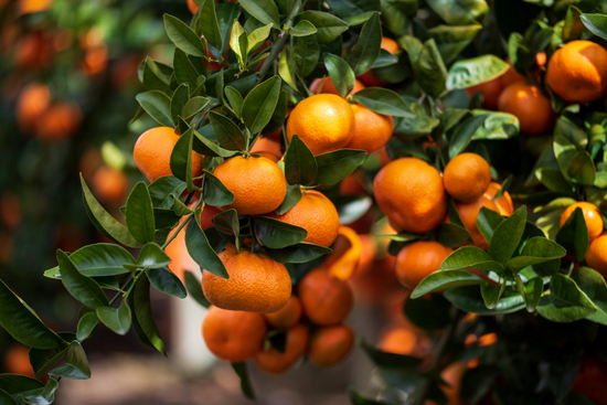 2021柯莱蒙蜜橘产季正式上市
