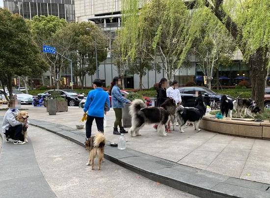 图说：大型犬没戴嘴套 来源/采访对象供图（下同）

