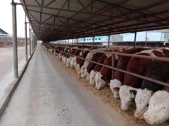 皓月集团肉牛养殖场