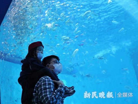 图说：上海海昌海洋公园今天恢复开园 新民晚报记者 周馨 摄（下同）

