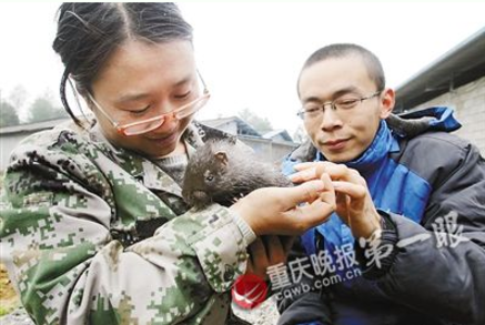 女子辞去年薪10万工作 回家乡养豪猪年入千万