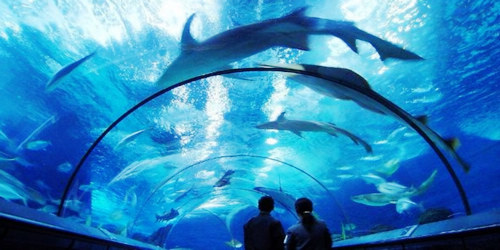 网传海洋水族馆生日当天免票 官方:从未有类似活动_新浪上海_新浪网