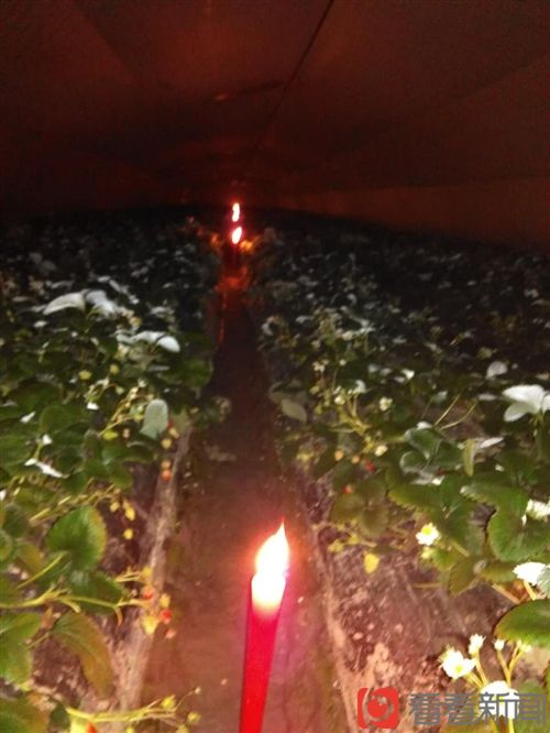 青浦种植户用炭给大棚加温 不幸中毒身亡