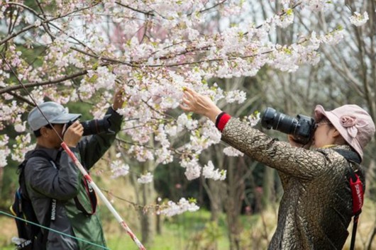 图片说明：2016年3月24日，上海植物园，市民拍摄盛开的樱花。