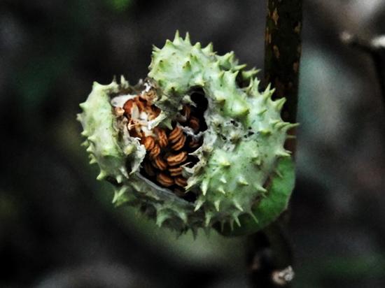 芝麻塌饼里混入曼陀罗籽 上海松江8人误食后险
