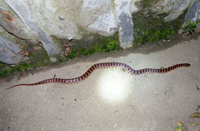 看病不用挤三甲盘点上海社区医院那些拿手绝活