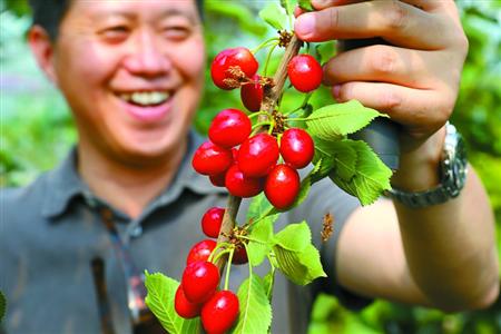 市民将吃上本地车厘子 开花多结果少难题已被