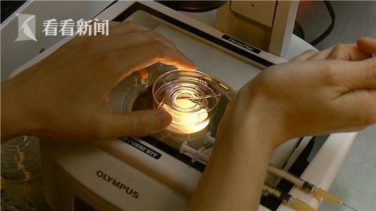 　医生对取出的卵子进行处理