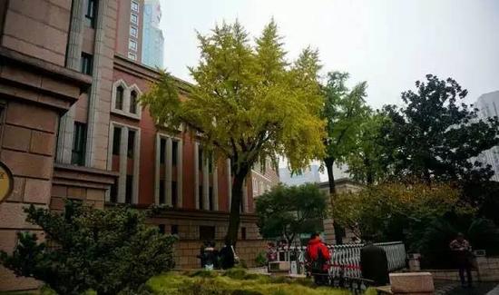 徐家汇天主堂古银杏树