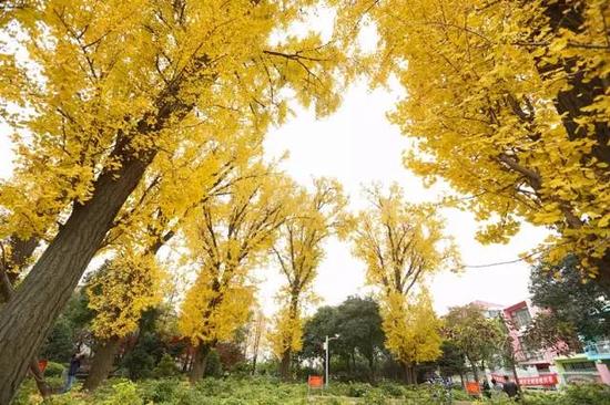 嘉定小河口银杏园