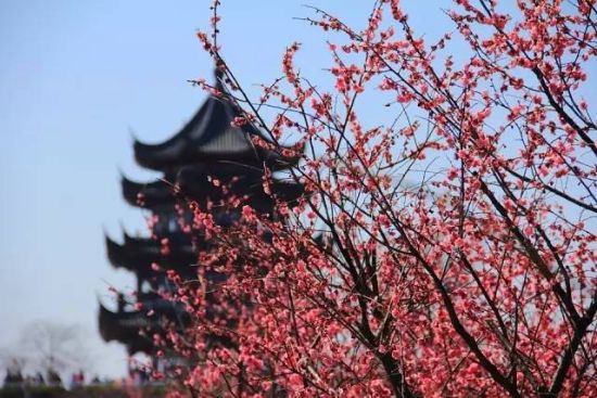 梅花节