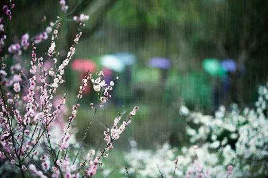 烟雨濛濛完整版 MEqq-fyafqxp6379415.jpg