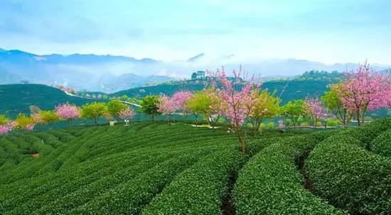 福建-永福樱花