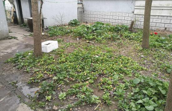 中介称39万可买沪郊9间田园屋 记者实地看房揭