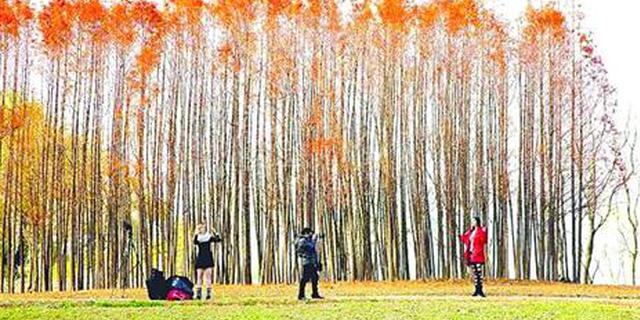 世博文化公园建设启动方案征集 建成后免费开