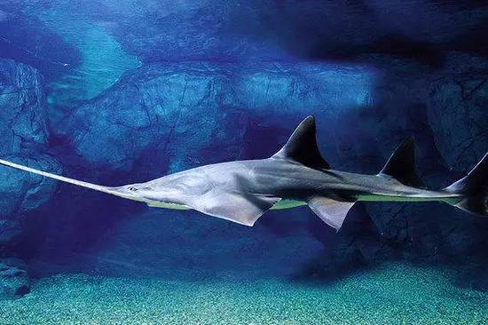 上海海洋水族馆