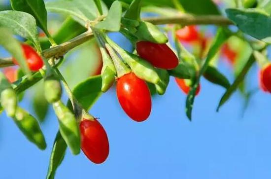 枸杞的营养价值和功效 一起长知识-侬好!上海-