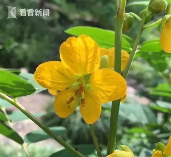 望江南