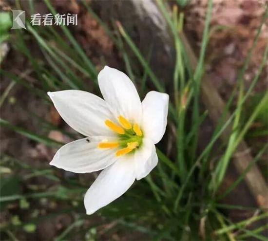 葱莲