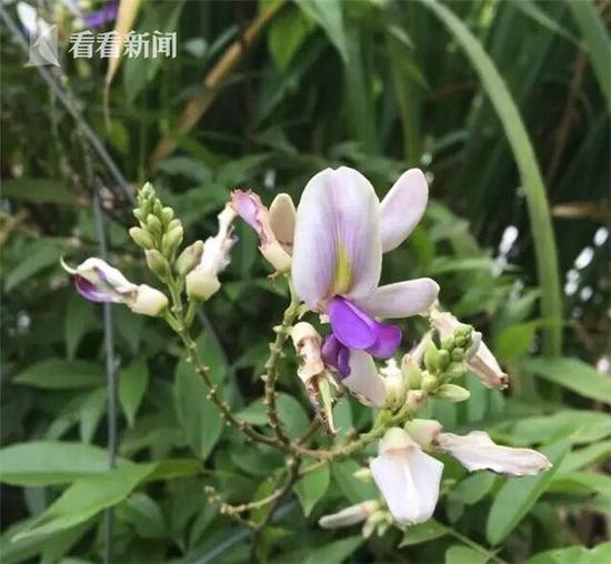 亮叶鸡血藤