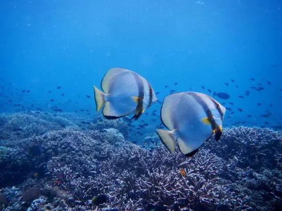 “上帝水族馆”世界级潜水圣地-诗巴丹