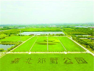 水稻田种出公园字样和LOGO/晨报记者 郁文艳 嘉北郊野公园