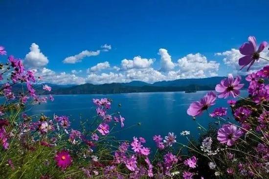 绝美花海“格桑花”