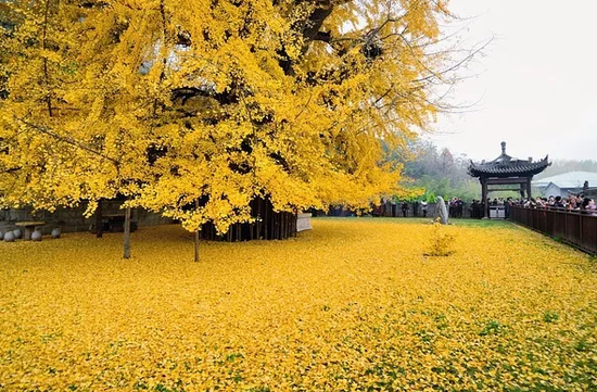 终南山古观音禅寺银杏
