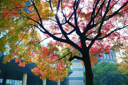 11月13日,名都路一排行道树逐渐变色,其中闵行区图书馆前的一棵行道树已满树飘红。随着早晚温差明显加大,上海街头绿叶树悄悄变色,一年中最美的季节来了。/晨报记者 任国强