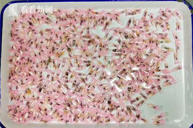 海外包裹现异常 上海邮局海关查获406只活体蚂蚁