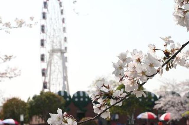 上海迎来最美樱花季 染井吉野樱大片怒放
