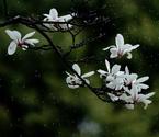 上海春至花如锦