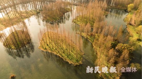 图说：青西郊野公园已然揭开了春的盖头。新民晚报首席记者 刘歆 摄（下同）

