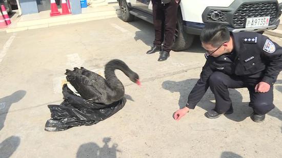 图说：上海市公安局崇明分局庙镇派出所民警正在悉心照料黑天鹅 采访对象提供