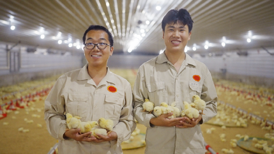 专业饲养人员管理,关注“无笼好鸡”的健康成长