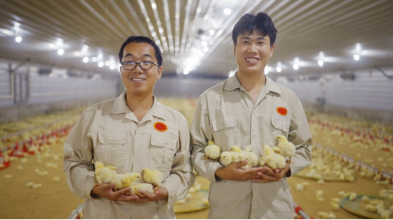 专业饲养人员管理,关注“无笼好鸡(CFC)”的健康成长