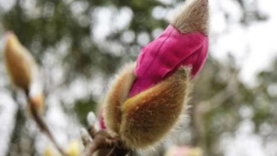 图说：“天堂粉”武当木兰 来源/上海植物园提供

