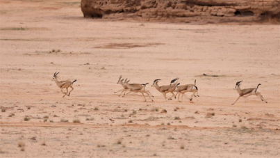 被放归到广阔自然保护区的沙瞪羚