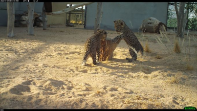 埃尔奥拉皇家委员会领导的阿拉伯豹繁育计划欢庆幼豹的诞生