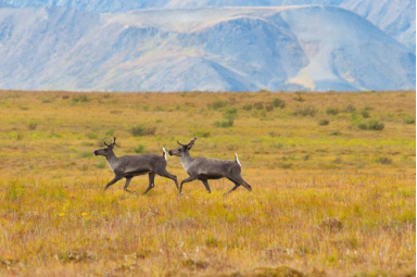 西北地区的驯鹿 图片来源:Northwest Territories Tourism