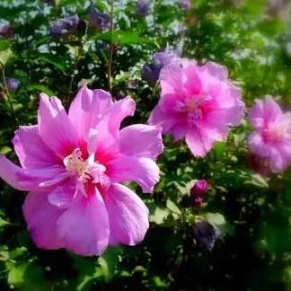 木槿