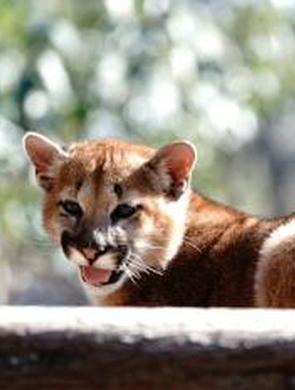 小美洲狮火娃、雷娃、希望