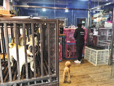 2月8日,东城区幸福大街一家宠物店内,工作人员将一只泰迪放入笼子内。 新京报记者 王飞 摄