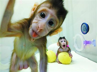 世界首个体细胞克隆猴在沪诞生 可促进脑疾病研究诊治