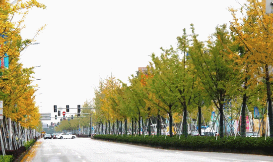 望园路